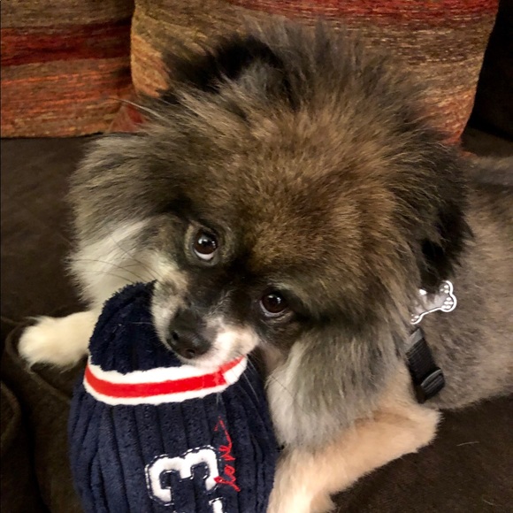 Meet your Posher, Sherry, Scot & Chewy! - Picture 5 of 8